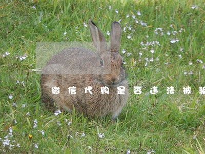 微信代购是否违法被骗怎么办 微信代购是否违法被骗怎么办