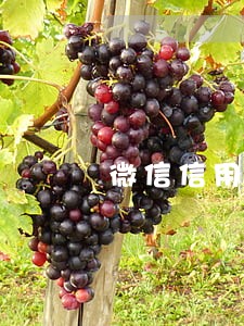 微信信用卡逾期怎么解除 微信信用卡逾期怎么解除