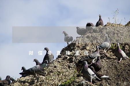 微信号直接定位