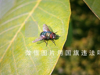 微信图片用国旗违法吗 微信图片用国旗违法吗