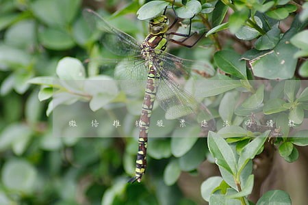 微信推销股票违法吗请教一下