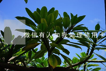 微信有人加我处理信用卡逾期 微信有人加我处理信用卡逾期