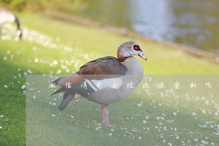 微信消费会被法院查到吗