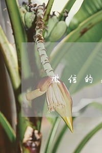 微信的账号密码
