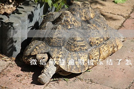 微信网贷逾期被冻结了怎么解除 微信网贷逾期被冻结了怎么解除