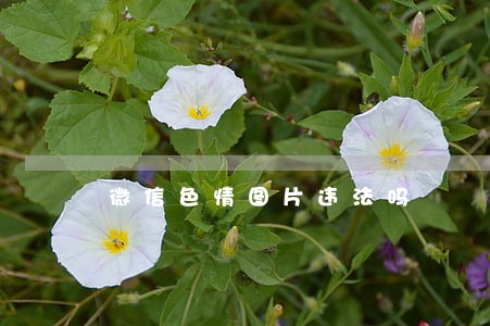 微信色情图片违法吗