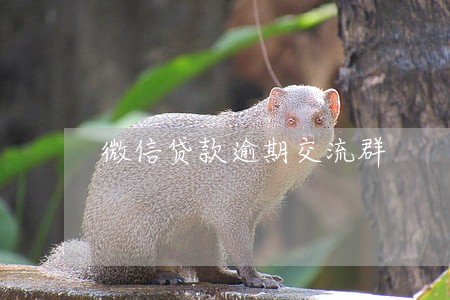 微信贷款逾期交流群 微信贷款逾期交流群