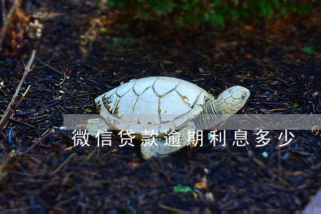 微信贷款逾期利息多少 微信贷款逾期利息多少
