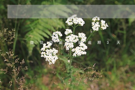 微信贷能不能逾期3天 微信贷能不能逾期3天