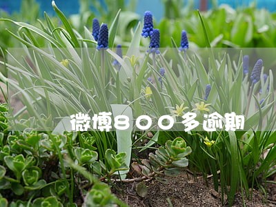 微博800多逾期 微博800多逾期