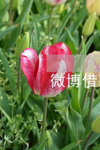 微博借款欠25000逾期 微博借款欠25000逾期