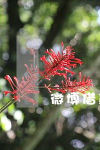 微博借款逾期263天怎么办