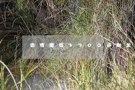 微博借钱3700逾期坐牢 微博借钱3700逾期坐牢