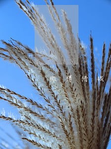 微博借钱逾期16天 微博借钱逾期16天