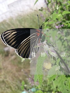 微博贷款即将逾期2022 微博贷款即将逾期2022