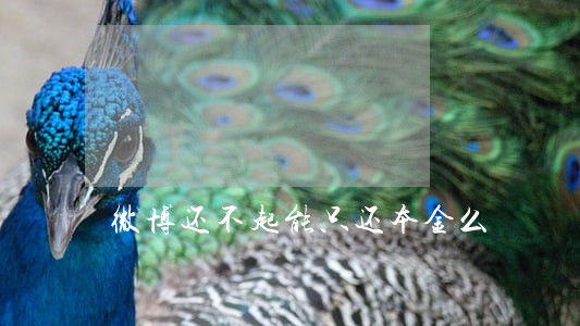 微博还不起能只还本金么 微博还不起能只还本金么