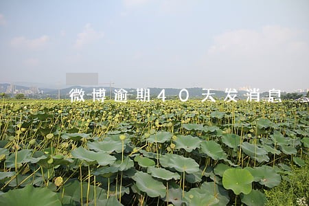 微博逾期40天发消息 微博逾期40天发消息