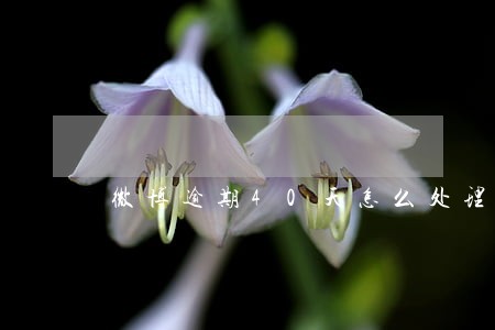 微博逾期40天怎么处理 微博逾期40天怎么处理