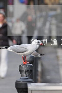 微博逾期80多天 微博逾期80多天