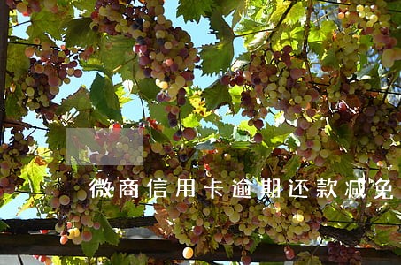微商信用卡逾期还款减免利息 微商信用卡逾期还款减免利息