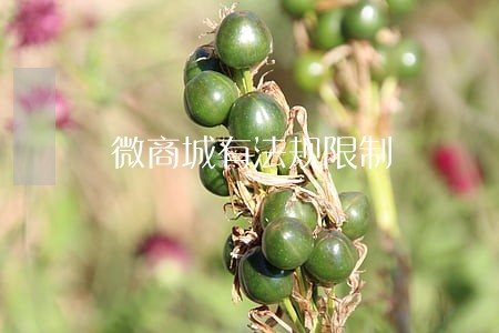 微商城有法规限制 微商城有法规限制