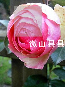 微山县县局局长 微山县县局局长