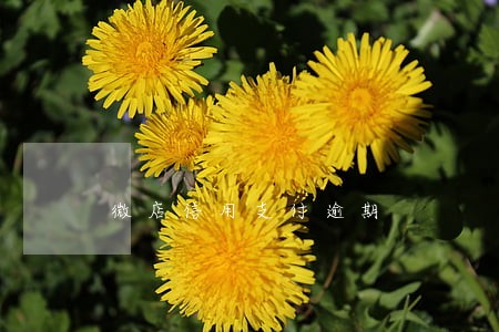 微店信用支付逾期 微店信用支付逾期