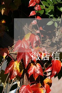 微店信用贷逾期了会上门吗 微店信用贷逾期了会上门吗