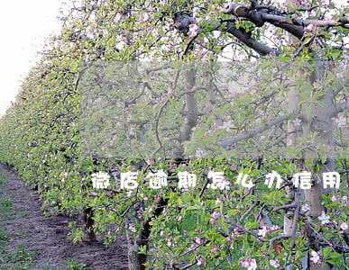 微店逾期怎么办信用卡
