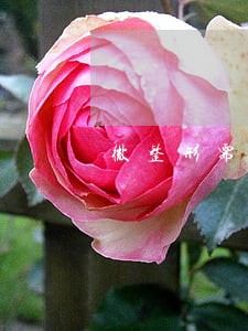 微整形需要什么资质才不违法 微整形需要什么资质才不违法