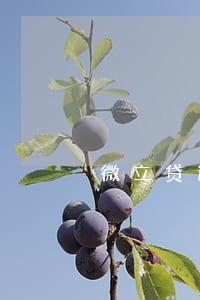 微立贷逾期6天 微立贷逾期6天