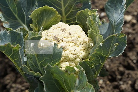 微粒货逾期7万多 微粒货逾期7万多