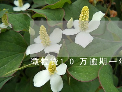 微粒贷10万逾期一年了 微粒贷10万逾期一年了