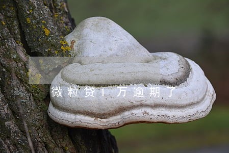 微粒贷1万逾期了 微粒贷1万逾期了