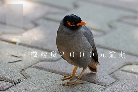 微粒贷2000元逾期 微粒贷2000元逾期