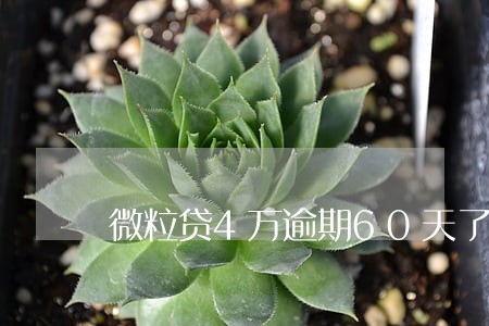微粒贷4万逾期60天了上门调查