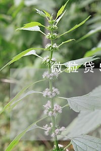 微粒贷5000逾期14天 微粒贷5000逾期14天
