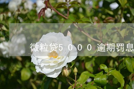 微粒贷5000逾期罚息图片 微粒贷5000逾期罚息图片