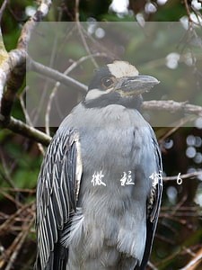 微粒贷6万多逾期两月怎么协商