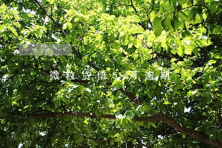 微粒贷借5万逾期 微粒贷借5万逾期