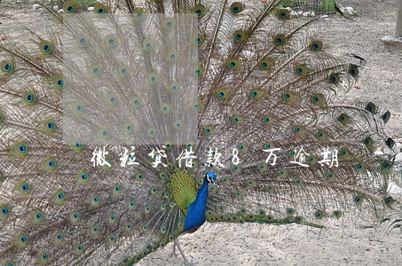 微粒贷借款8万逾期 微粒贷借款8万逾期