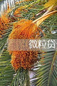 微粒贷分期逾期10天怎么办