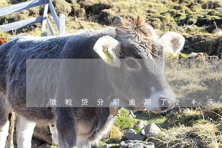 微粒贷分期逾期了24天会怎样 微粒贷分期逾期了24天会怎样