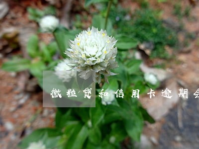 微粒贷和信用卡逾期会怎样 微粒贷和信用卡逾期会怎样