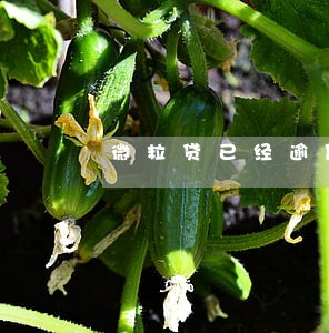 微粒贷已经逾期过10几次会怎样 微粒贷已经逾期过10几次会怎样