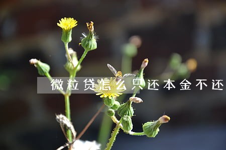 微粒贷怎么只还本金不还利息 微粒贷怎么只还本金不还利息