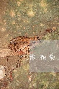 微粒贷无心逾期1天 微粒贷无心逾期1天