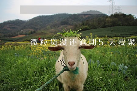 微粒贷没还逾期5天要紧吗 微粒贷没还逾期5天要紧吗