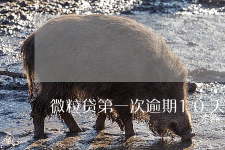 微粒贷第一次逾期10天 微粒贷第一次逾期10天