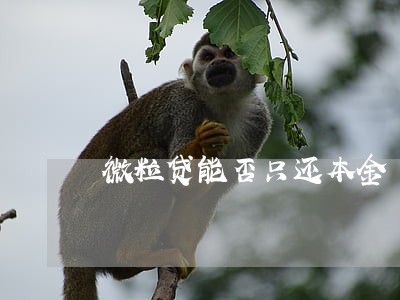 微粒贷能否只还本金 微粒贷能否只还本金